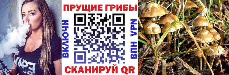 Псилоцибиновые грибы Psilocybine cubensis  Артёмовский 